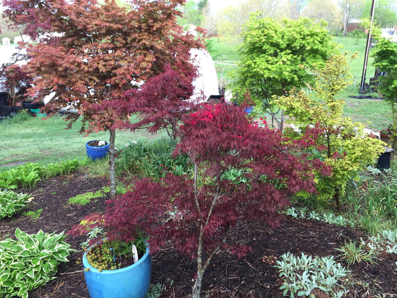 - FOR PICKUP ONLY | Acer palmatum 'Lionheart' Japanese Maple | DOES NOT SHIP - Mr Maple │ Buy Japanese Maple Trees