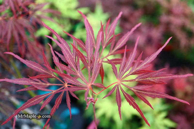 - FOR PICKUP ONLY | Acer palmatum 'Lionheart' Japanese Maple | DOES NOT SHIP - Mr Maple │ Buy Japanese Maple Trees