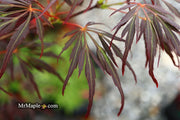 - FOR PICKUP ONLY | Acer palmatum 'Lionheart' Japanese Maple | DOES NOT SHIP - Mr Maple │ Buy Japanese Maple Trees
