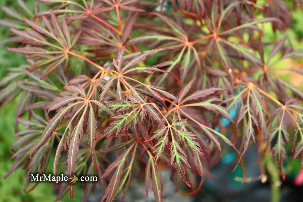 レゲエ One Heart Triston Palma & Japanese Heartbeat Japanese Maple (Acer palmatum 'Heartbeat') | Conifer Kingdom