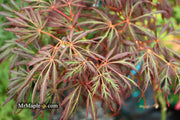 - FOR PICKUP ONLY | Acer palmatum 'Lionheart' Japanese Maple | DOES NOT SHIP - Mr Maple │ Buy Japanese Maple Trees