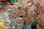 - FOR PICKUP ONLY | Acer palmatum 'Lionheart' Japanese Maple | DOES NOT SHIP - Mr Maple │ Buy Japanese Maple Trees