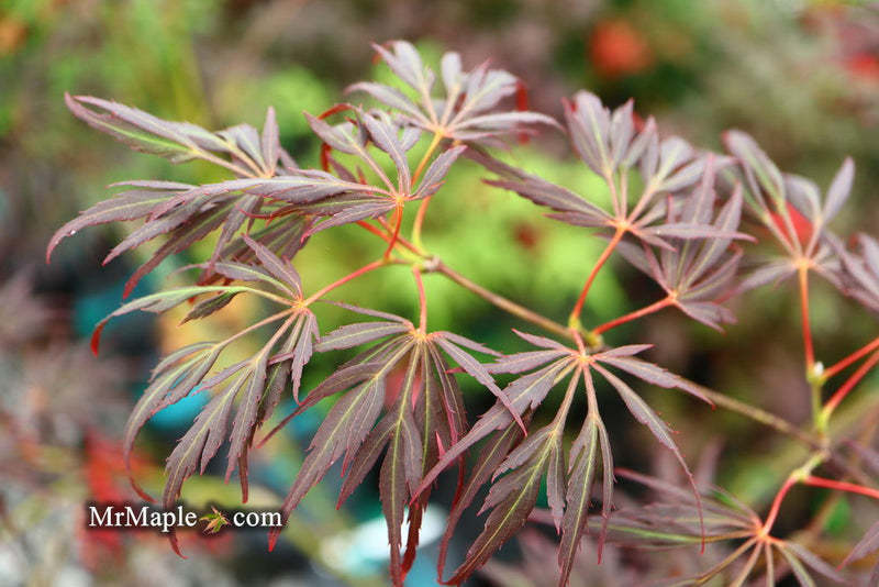 - FOR PICKUP ONLY | Acer palmatum 'Lionheart' Japanese Maple | DOES NOT SHIP - Mr Maple │ Buy Japanese Maple Trees