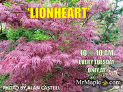 - FOR PICKUP ONLY | Acer palmatum 'Lionheart' Japanese Maple | DOES NOT SHIP - Mr Maple │ Buy Japanese Maple Trees