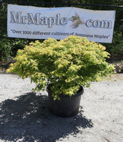 - FOR PICKUP ONLY | Acer palmatum 'Murasaki kiyohime' Dwarf Japanese Maple | DOES NOT SHIP - Mr Maple │ Buy Japanese Maple Trees