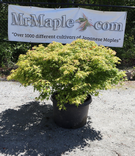 - FOR PICKUP ONLY | Acer palmatum 'Murasaki kiyohime' Dwarf Japanese Maple | DOES NOT SHIP - Mr Maple │ Buy Japanese Maple Trees