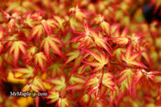 - FOR PICKUP ONLY | Acer palmatum 'Murasaki kiyohime' Dwarf Japanese Maple | DOES NOT SHIP - Mr Maple │ Buy Japanese Maple Trees