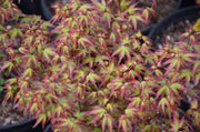 - FOR PICKUP ONLY | Acer palmatum 'Murasaki kiyohime' Dwarf Japanese Maple | DOES NOT SHIP - Mr Maple │ Buy Japanese Maple Trees