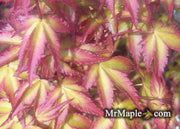 - FOR PICKUP ONLY | Acer palmatum 'Murasaki kiyohime' Dwarf Japanese Maple | DOES NOT SHIP - Mr Maple │ Buy Japanese Maple Trees