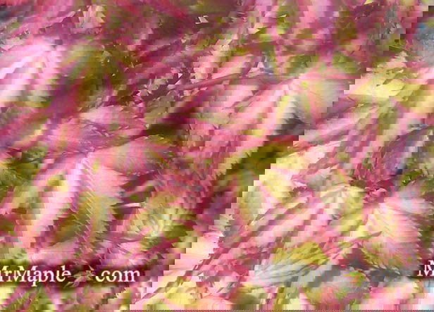 - FOR PICKUP ONLY | Acer palmatum 'Murasaki kiyohime' Dwarf Japanese Maple | DOES NOT SHIP - Mr Maple │ Buy Japanese Maple Trees