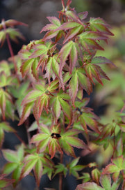 - FOR PICKUP ONLY | Acer palmatum 'Murasaki kiyohime' Dwarf Japanese Maple | DOES NOT SHIP - Mr Maple │ Buy Japanese Maple Trees