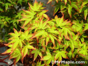 - FOR PICKUP ONLY | Acer palmatum 'Murasaki kiyohime' Dwarf Japanese Maple | DOES NOT SHIP - Mr Maple │ Buy Japanese Maple Trees