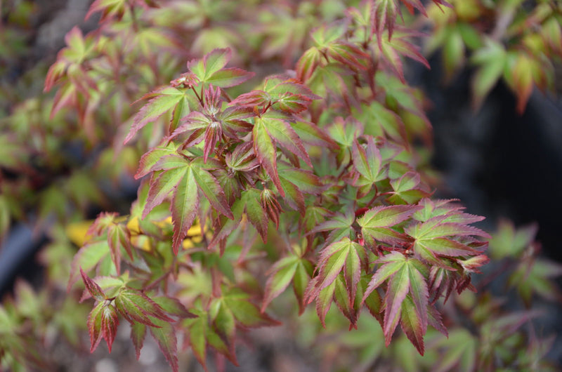 - FOR PICKUP ONLY | Acer palmatum 'Murasaki kiyohime' Dwarf Japanese Maple | DOES NOT SHIP - Mr Maple │ Buy Japanese Maple Trees