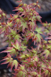 - FOR PICKUP ONLY | Acer palmatum 'Murasaki kiyohime' Dwarf Japanese Maple | DOES NOT SHIP - Mr Maple │ Buy Japanese Maple Trees