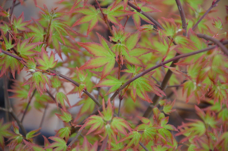 - FOR PICKUP ONLY | Acer palmatum 'Murasaki kiyohime' Dwarf Japanese Maple | DOES NOT SHIP - Mr Maple │ Buy Japanese Maple Trees