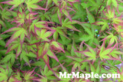 - FOR PICKUP ONLY | Acer palmatum 'Murasaki kiyohime' Dwarf Japanese Maple | DOES NOT SHIP - Mr Maple │ Buy Japanese Maple Trees
