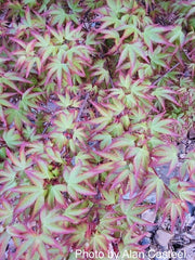 - FOR PICKUP ONLY | Acer palmatum 'Murasaki kiyohime' Dwarf Japanese Maple | DOES NOT SHIP - Mr Maple │ Buy Japanese Maple Trees
