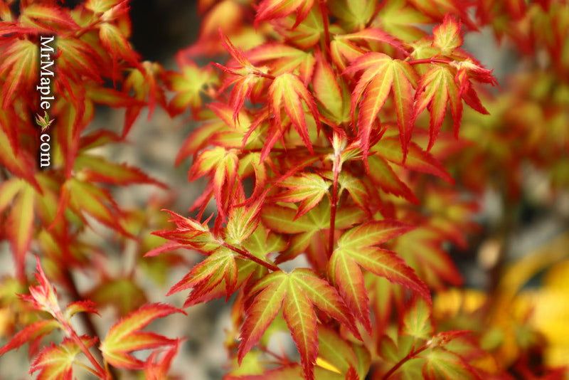 - FOR PICKUP ONLY | Acer palmatum 'Murasaki kiyohime' Dwarf Japanese Maple | DOES NOT SHIP - Mr Maple │ Buy Japanese Maple Trees