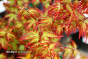 - FOR PICKUP ONLY | Acer palmatum 'Murasaki kiyohime' Dwarf Japanese Maple | DOES NOT SHIP - Mr Maple │ Buy Japanese Maple Trees