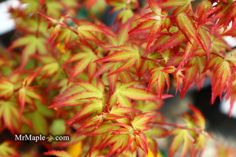 - FOR PICKUP ONLY | Acer palmatum 'Murasaki kiyohime' Dwarf Japanese Maple | DOES NOT SHIP - Mr Maple │ Buy Japanese Maple Trees