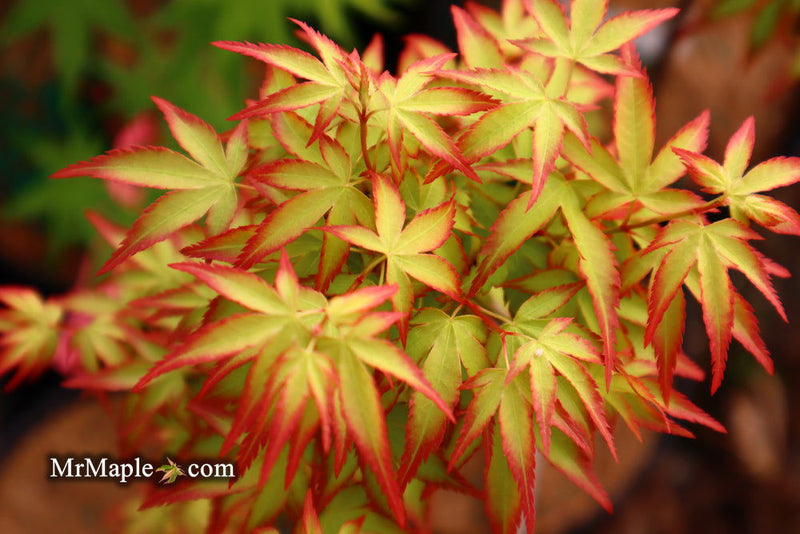 - FOR PICKUP ONLY | Acer palmatum 'Murasaki kiyohime' Dwarf Japanese Maple | DOES NOT SHIP - Mr Maple │ Buy Japanese Maple Trees