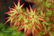 - FOR PICKUP ONLY | Acer palmatum 'Murasaki kiyohime' Dwarf Japanese Maple | DOES NOT SHIP - Mr Maple │ Buy Japanese Maple Trees