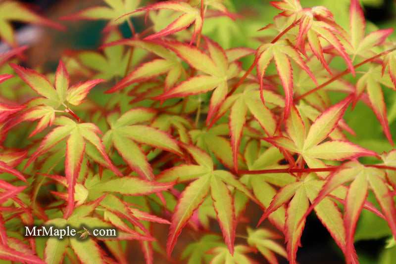 - FOR PICKUP ONLY | Acer palmatum 'Murasaki kiyohime' Dwarf Japanese Maple | DOES NOT SHIP - Mr Maple │ Buy Japanese Maple Trees