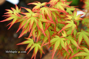 - FOR PICKUP ONLY | Acer palmatum 'Murasaki kiyohime' Dwarf Japanese Maple | DOES NOT SHIP - Mr Maple │ Buy Japanese Maple Trees