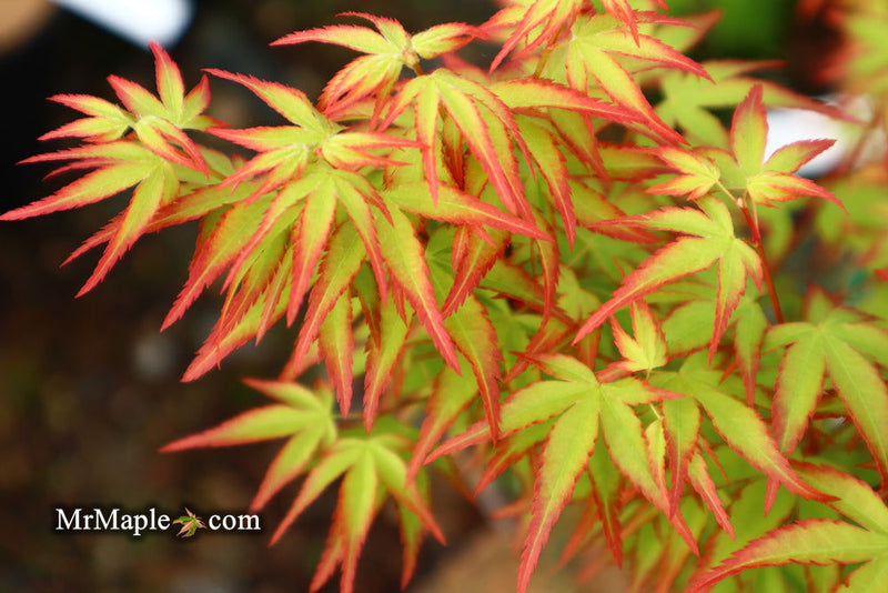 - FOR PICKUP ONLY | Acer palmatum 'Murasaki kiyohime' Dwarf Japanese Maple | DOES NOT SHIP - Mr Maple │ Buy Japanese Maple Trees