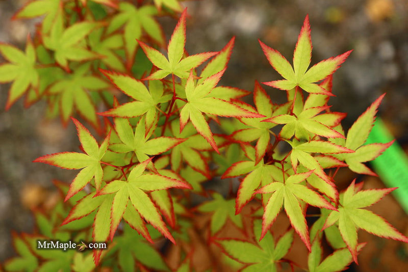 - FOR PICKUP ONLY | Acer palmatum 'Murasaki kiyohime' Dwarf Japanese Maple | DOES NOT SHIP - Mr Maple │ Buy Japanese Maple Trees