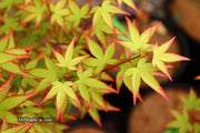 - FOR PICKUP ONLY | Acer palmatum 'Murasaki kiyohime' Dwarf Japanese Maple | DOES NOT SHIP - Mr Maple │ Buy Japanese Maple Trees