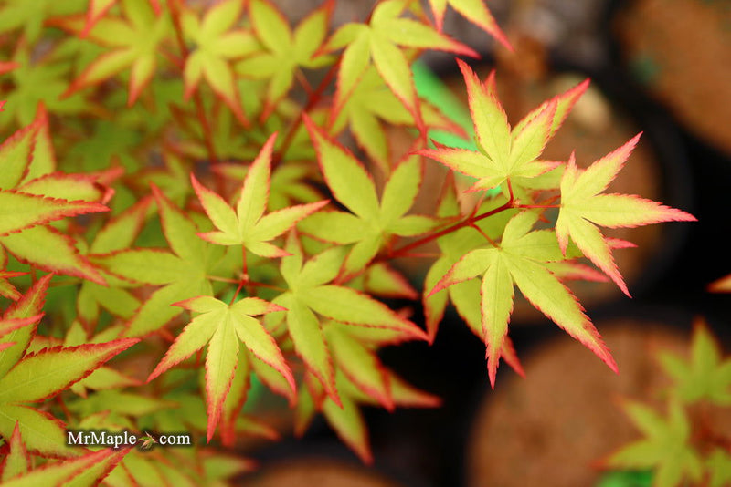 - FOR PICKUP ONLY | Acer palmatum 'Murasaki kiyohime' Dwarf Japanese Maple | DOES NOT SHIP - Mr Maple │ Buy Japanese Maple Trees
