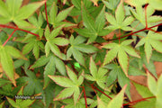 - FOR PICKUP ONLY | Acer palmatum 'Murasaki kiyohime' Dwarf Japanese Maple | DOES NOT SHIP - Mr Maple │ Buy Japanese Maple Trees