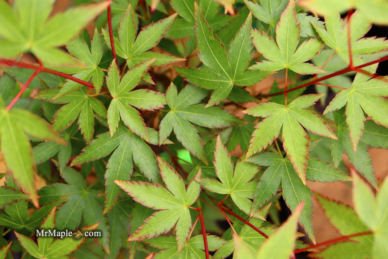 - FOR PICKUP ONLY | Acer palmatum 'Murasaki kiyohime' Dwarf Japanese Maple | DOES NOT SHIP - Mr Maple │ Buy Japanese Maple Trees