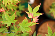 - FOR PICKUP ONLY | Acer palmatum 'Murasaki kiyohime' Dwarf Japanese Maple | DOES NOT SHIP - Mr Maple │ Buy Japanese Maple Trees