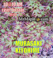- FOR PICKUP ONLY | Acer palmatum 'Murasaki kiyohime' Dwarf Japanese Maple | DOES NOT SHIP - Mr Maple │ Buy Japanese Maple Trees