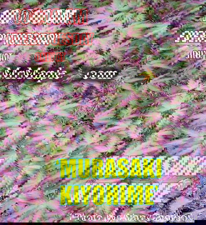 - FOR PICKUP ONLY | Acer palmatum 'Murasaki kiyohime' Dwarf Japanese Maple | DOES NOT SHIP - Mr Maple │ Buy Japanese Maple Trees