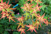 - FOR PICKUP ONLY | Acer palmatum 'Murasaki kiyohime' Dwarf Japanese Maple | DOES NOT SHIP - Mr Maple │ Buy Japanese Maple Trees
