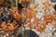 - FOR PICKUP ONLY | Acer palmatum 'Murasaki kiyohime' Dwarf Japanese Maple | DOES NOT SHIP - Mr Maple │ Buy Japanese Maple Trees