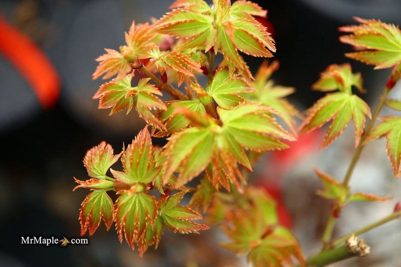 - FOR PICKUP ONLY | Acer palmatum 'Murasaki kiyohime' Dwarf Japanese Maple | DOES NOT SHIP - Mr Maple │ Buy Japanese Maple Trees