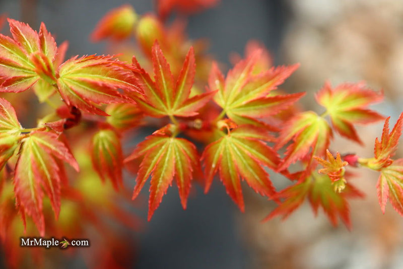 - FOR PICKUP ONLY | Acer palmatum 'Murasaki kiyohime' Dwarf Japanese Maple | DOES NOT SHIP - Mr Maple │ Buy Japanese Maple Trees