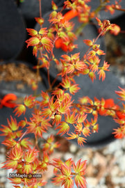 - FOR PICKUP ONLY | Acer palmatum 'Murasaki kiyohime' Dwarf Japanese Maple | DOES NOT SHIP - Mr Maple │ Buy Japanese Maple Trees