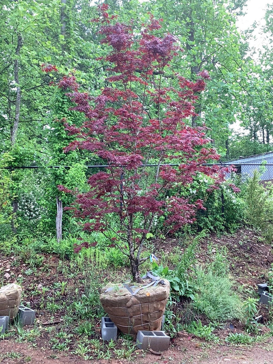 Buy Acer palmatum 'Nuresagi' Japanese Maple  Mr Maple  Buy Japanese Maple  Trees