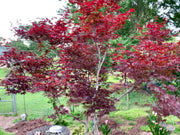 - FOR PICKUP ONLY | Acer palmatum 'Nuresagi' Japanese Maple | DOES NOT SHIP - Mr Maple │ Buy Japanese Maple Trees