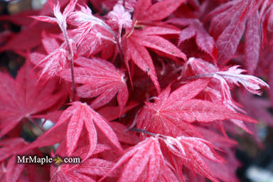 - FOR PICKUP ONLY | Acer palmatum 'Okagami' Japanese Maple | DOES NOT SHIP - Mr Maple │ Buy Japanese Maple Trees