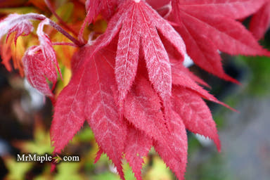 - FOR PICKUP ONLY | Acer palmatum 'Okagami' Japanese Maple | DOES NOT SHIP - Mr Maple │ Buy Japanese Maple Trees