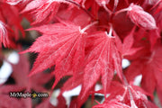 - FOR PICKUP ONLY | Acer palmatum 'Okagami' Japanese Maple | DOES NOT SHIP - Mr Maple │ Buy Japanese Maple Trees