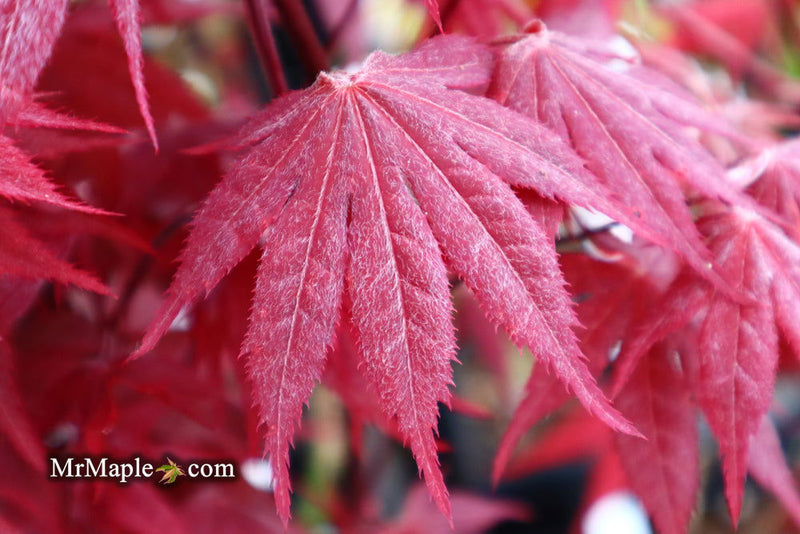 - FOR PICKUP ONLY | Acer palmatum 'Okagami' Japanese Maple | DOES NOT SHIP - Mr Maple │ Buy Japanese Maple Trees