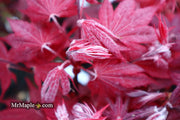 - FOR PICKUP ONLY | Acer palmatum 'Okagami' Japanese Maple | DOES NOT SHIP - Mr Maple │ Buy Japanese Maple Trees