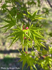 - FOR PICKUP ONLY | Acer palmatum 'Okushimo' Japanese Maple | DOES NOT SHIP - Mr Maple │ Buy Japanese Maple Trees